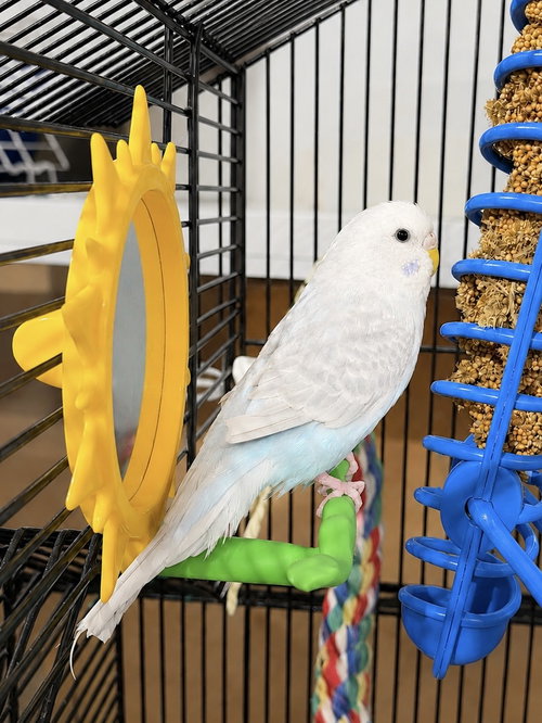 Breeze