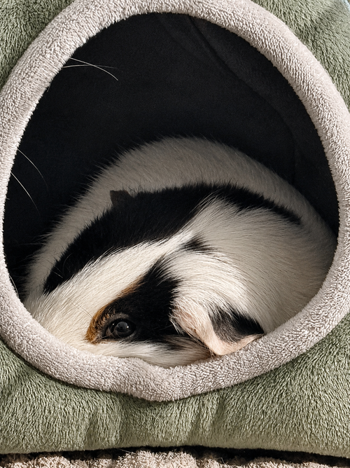 Olive photo 3