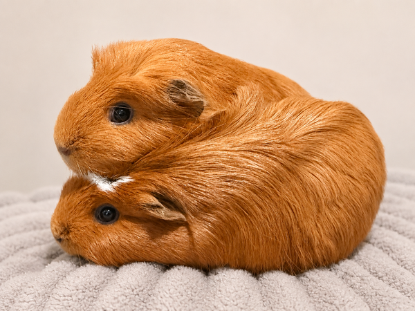 Molli *bonded to Milli*