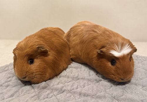 Milli *Bonded To Molli* photo 3