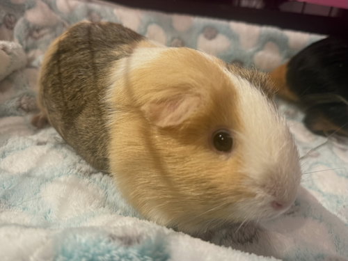 Mocha *Bonded To Maple*