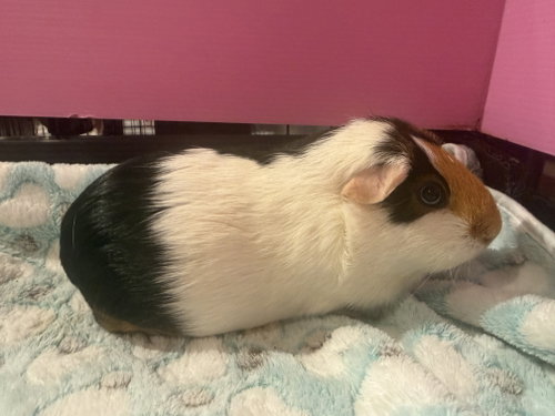 Maple *Bonded To Mocha*