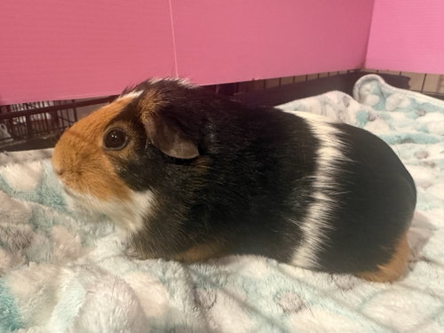 Maple *Bonded To Mocha* photo 2