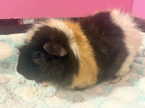 Emerald *Bonded To Ruby*