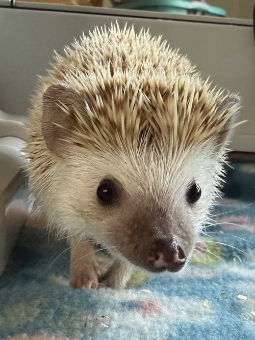 Photo 2 of Maggie