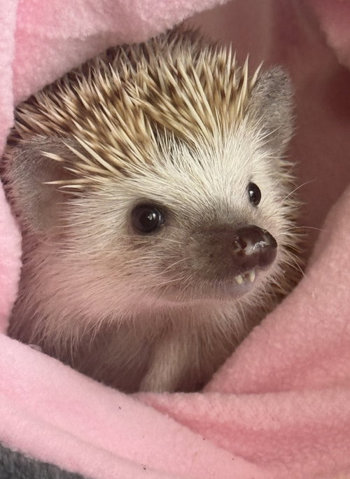Maggie, a hedgehog for adoption from Oscar's Rabbit Rescue, Inc.