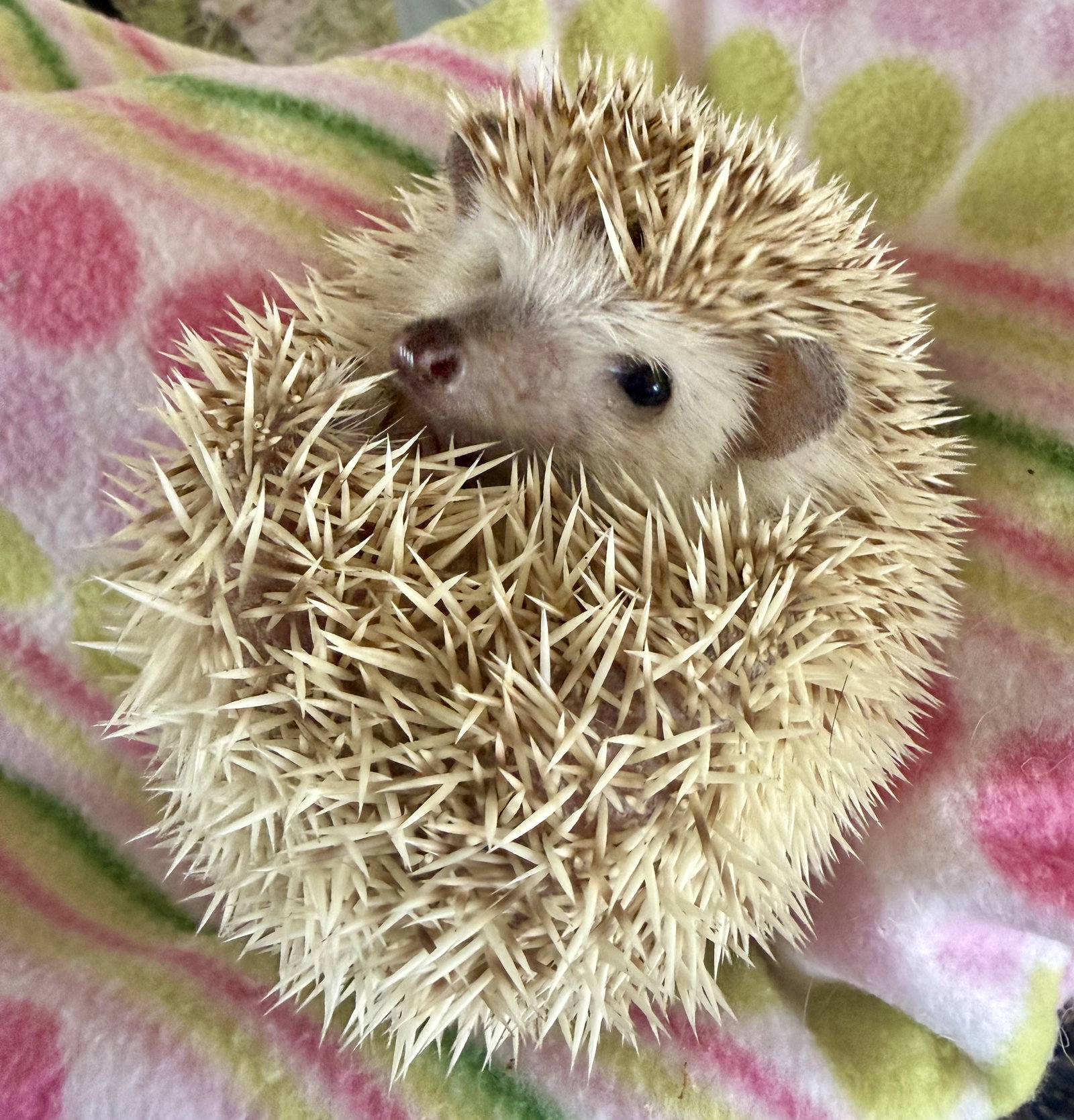 Maggie, photo 3