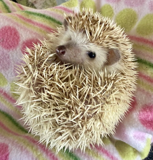 Photo 3 of Maggie