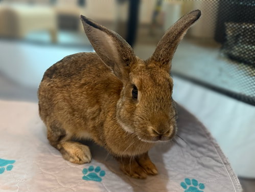 Ramsey, a rabbit for adoption from Oscar's Rabbit Rescue, Inc.