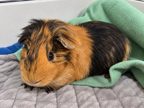 Chester, a guinea pig for adoption from Oscar's Rabbit Rescue, Inc.