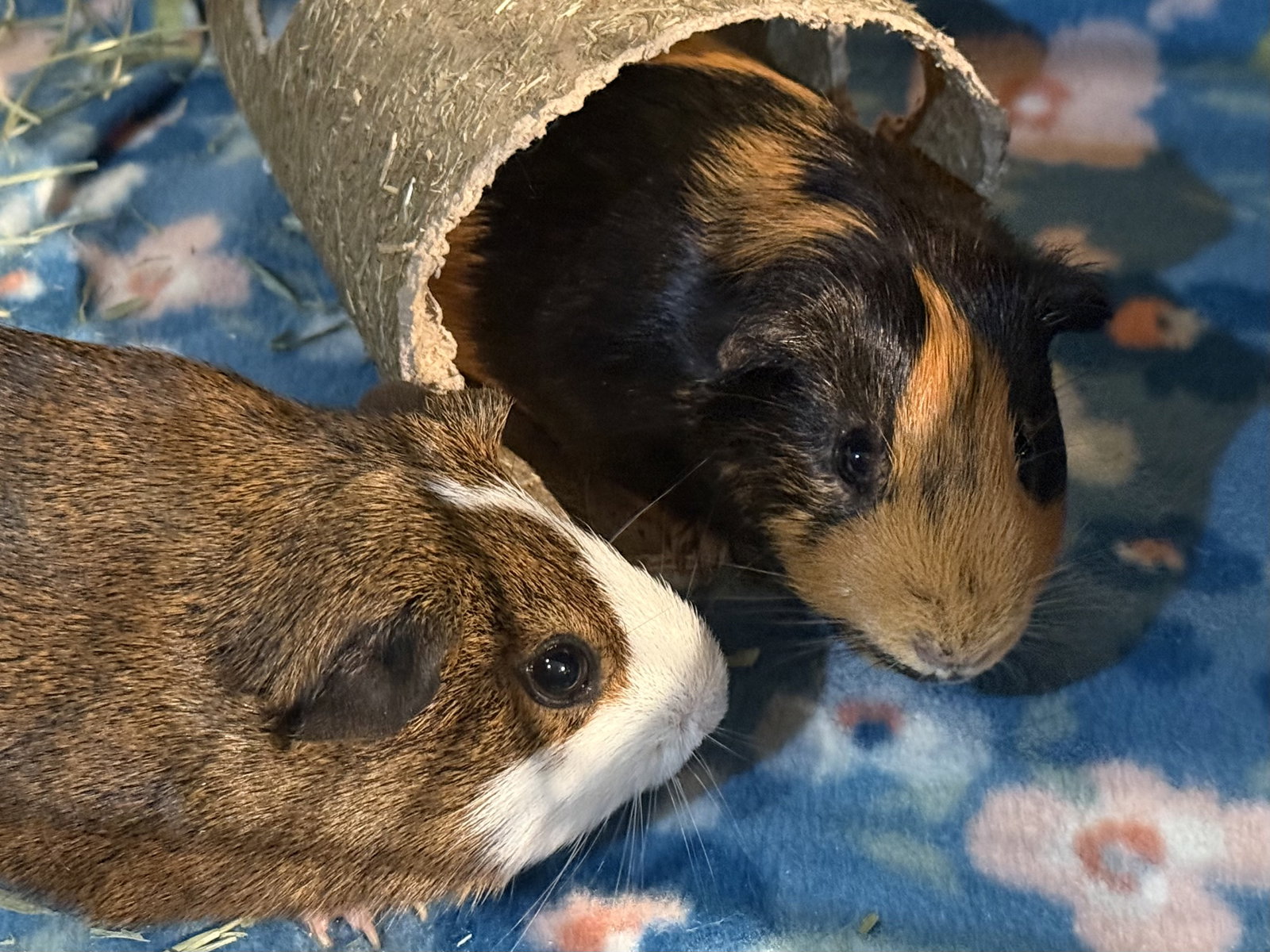 Oliver (& Ozzie), photo 2