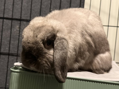 Sable (& Sully), a rabbit for adoption from Oscar's Rabbit Rescue, Inc.