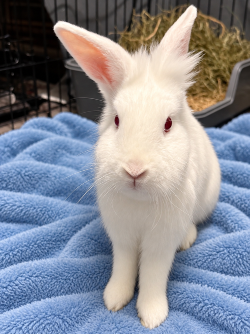 Sully (& Sable), a rabbit for adoption from Oscar's Rabbit Rescue, Inc.