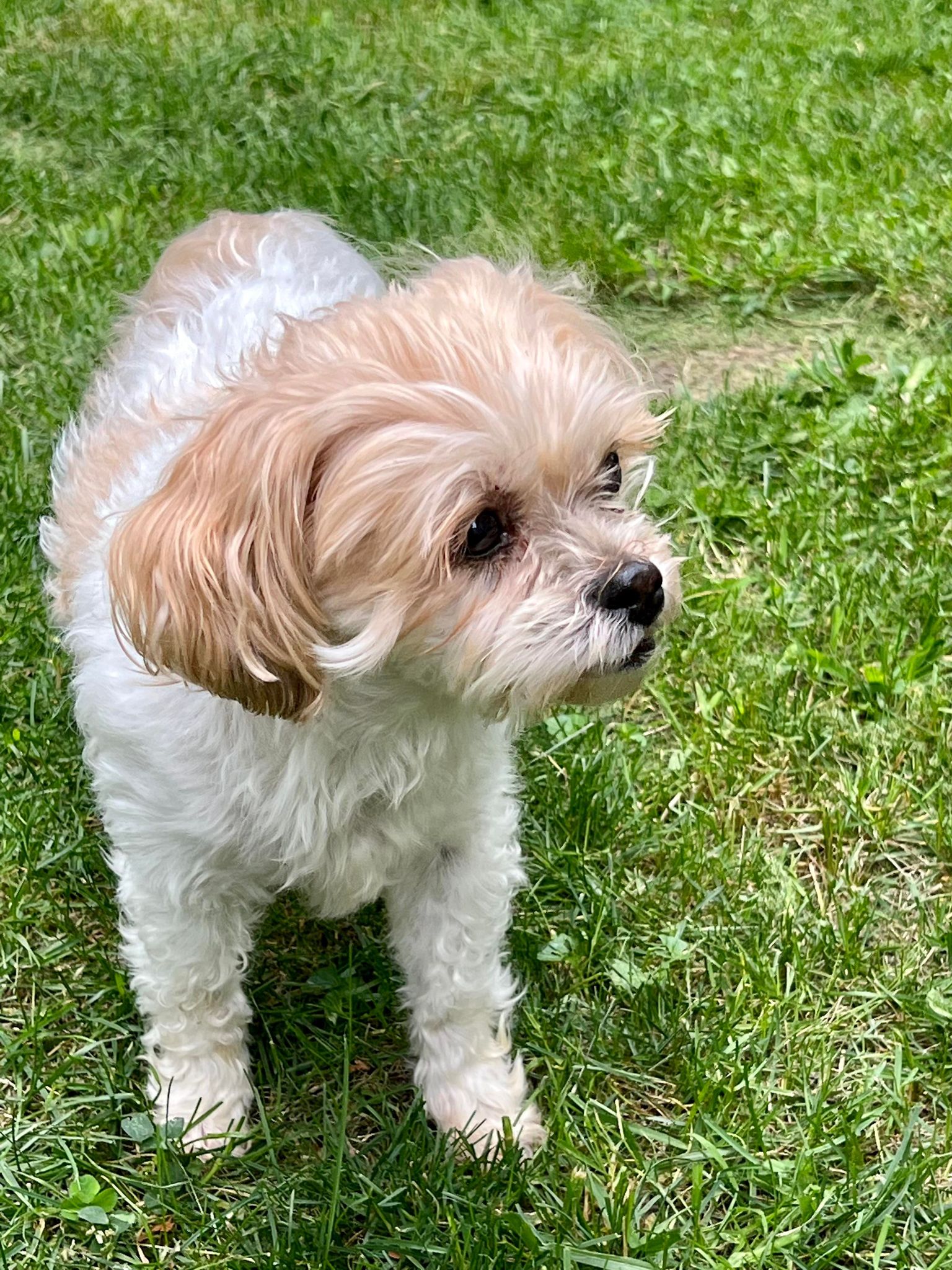 dog-for-adoption-bella-a-shih-tzu-in-burnham-il-alpha-paw