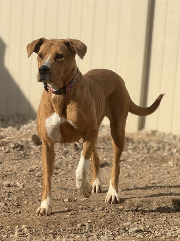 LuLu