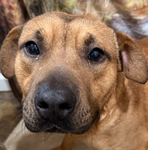 Pumba