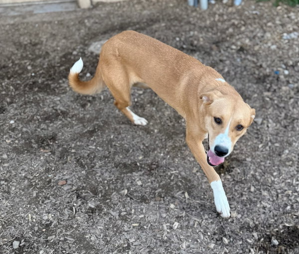 Dori