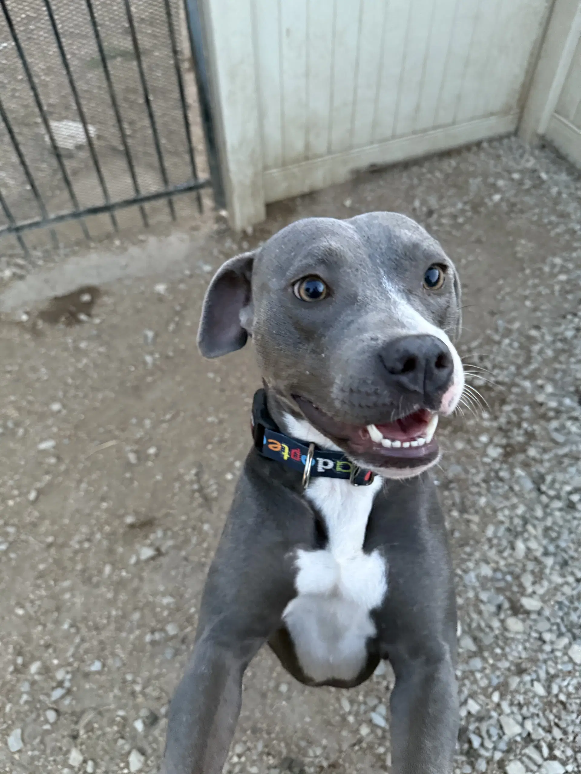 Tilla - American Pit Bull Terrier