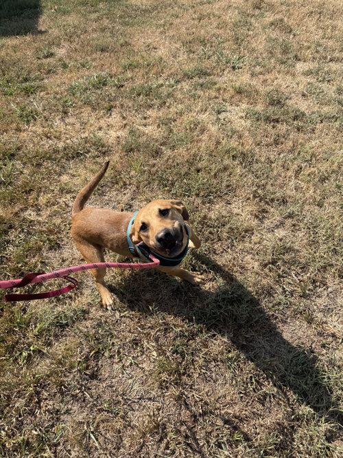 Chili, an adoptable German Shepherd Dog in Corning, AR