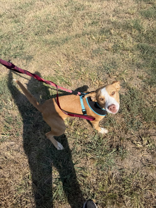 picture of the dog needing adoption