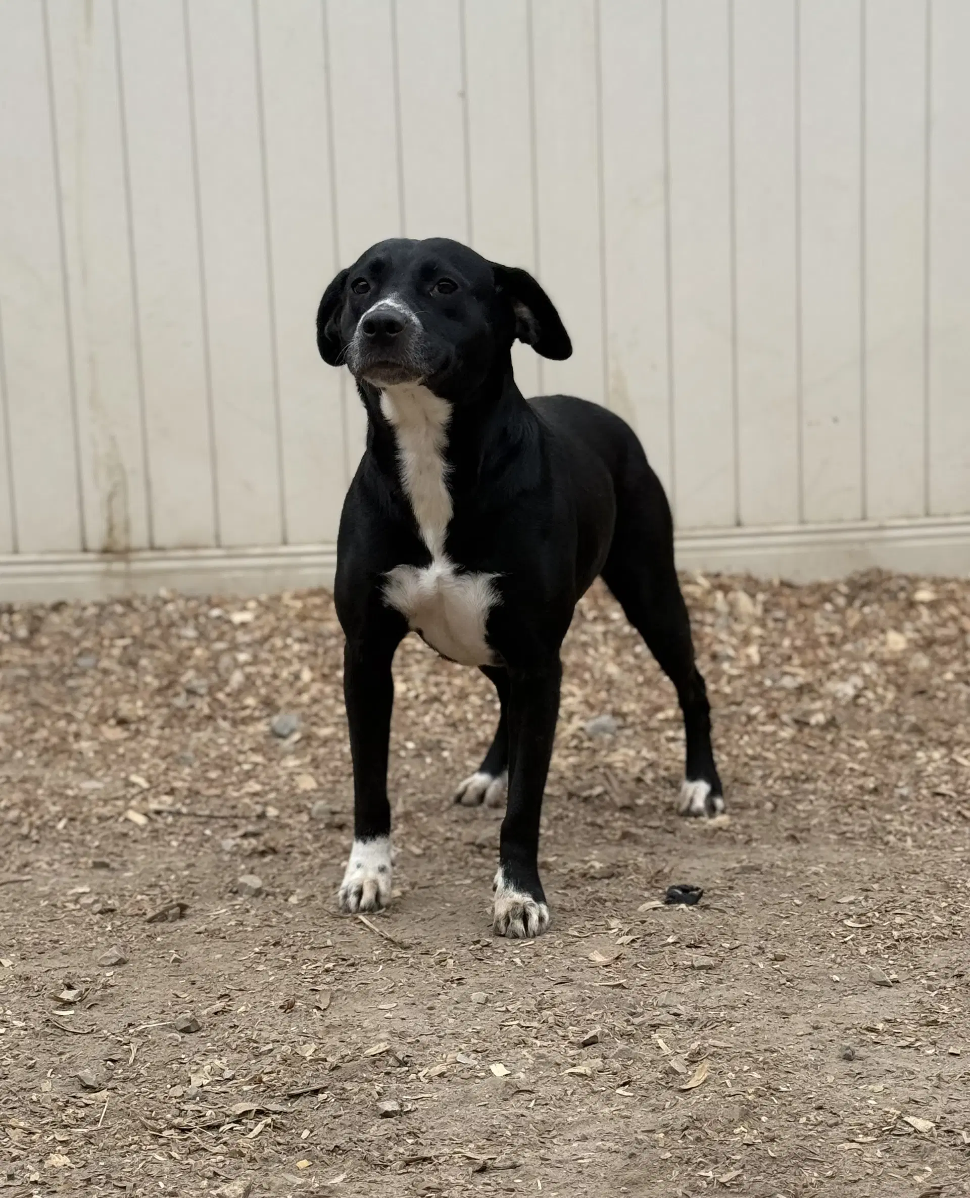 Boots - Border Collie