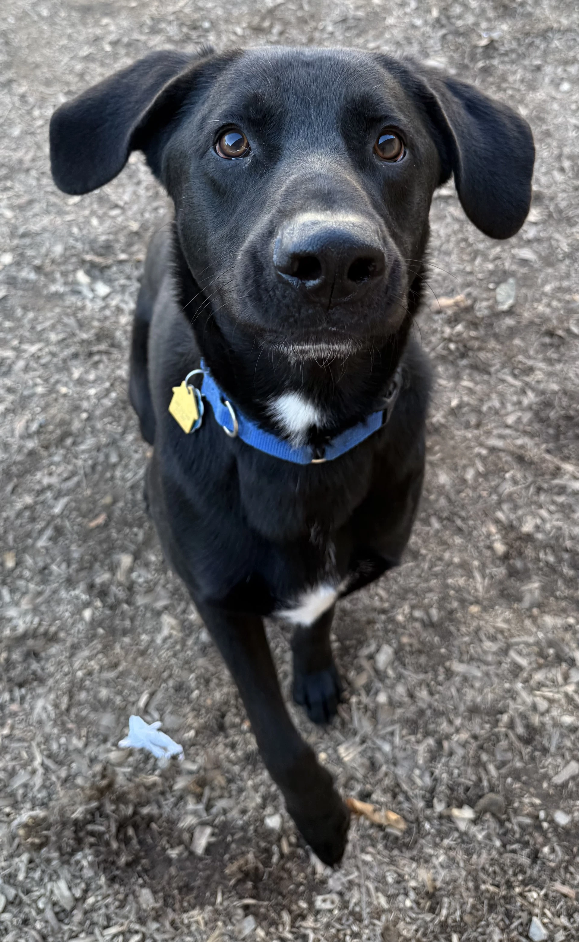 Tyson