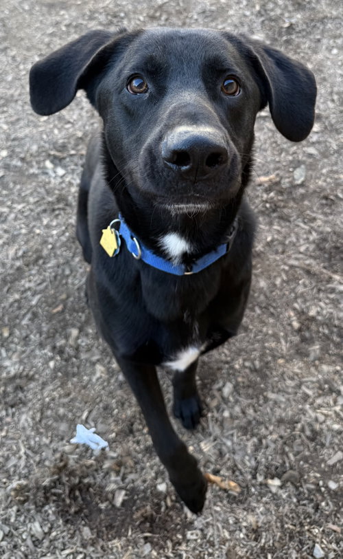 picture of the dog needing adoption
