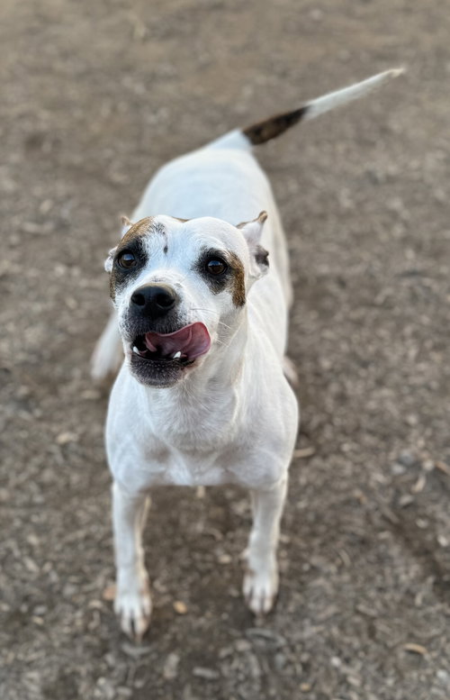 picture of the dog needing adoption