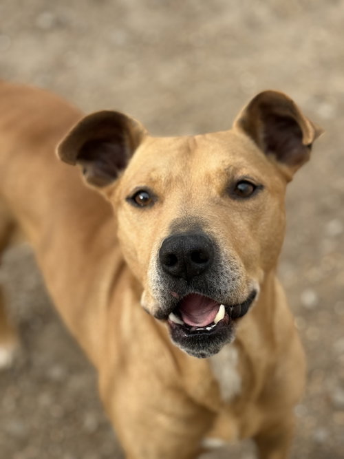 picture of the dog needing adoption