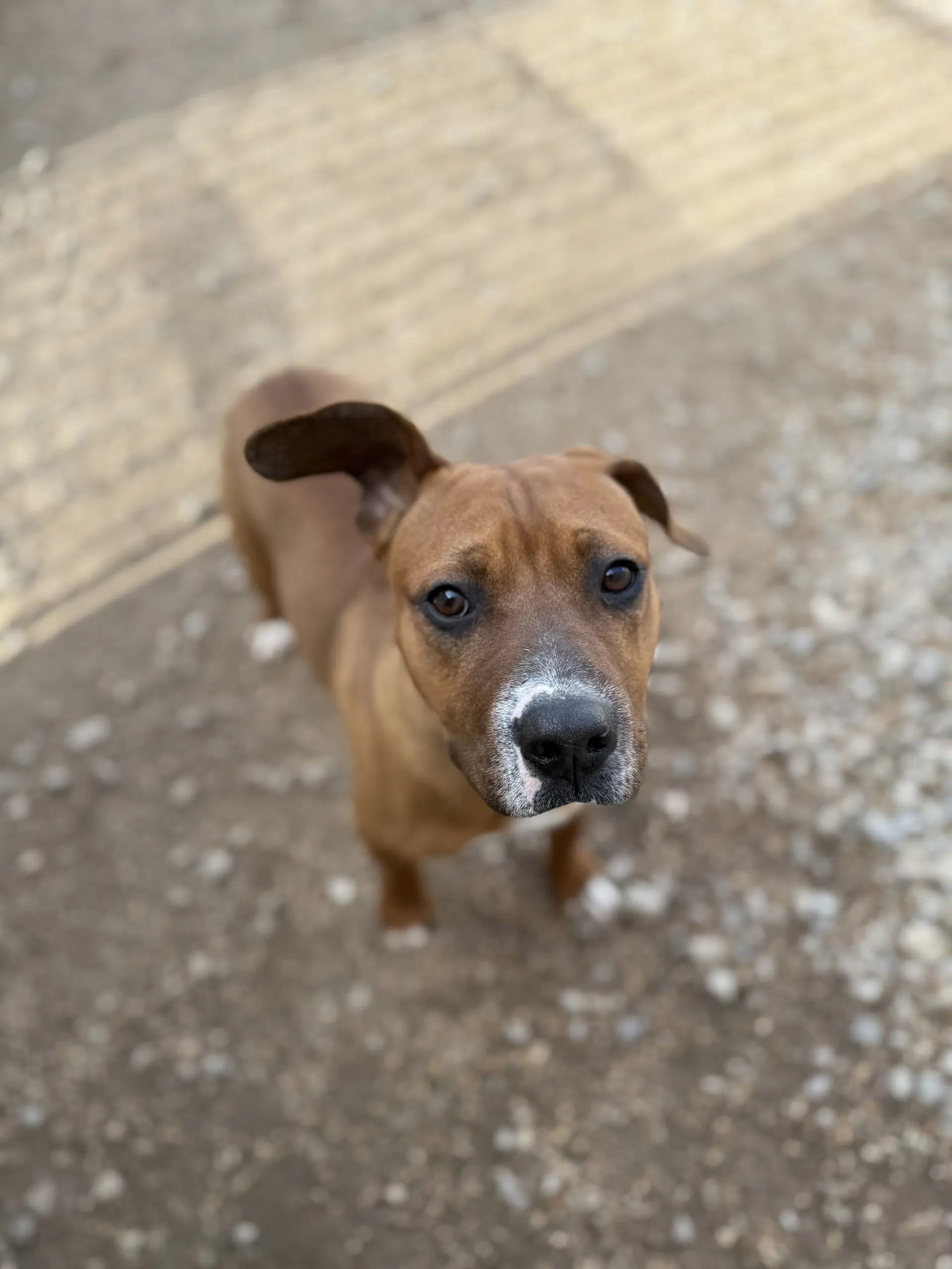 Aj - American Pit Bull Terrier