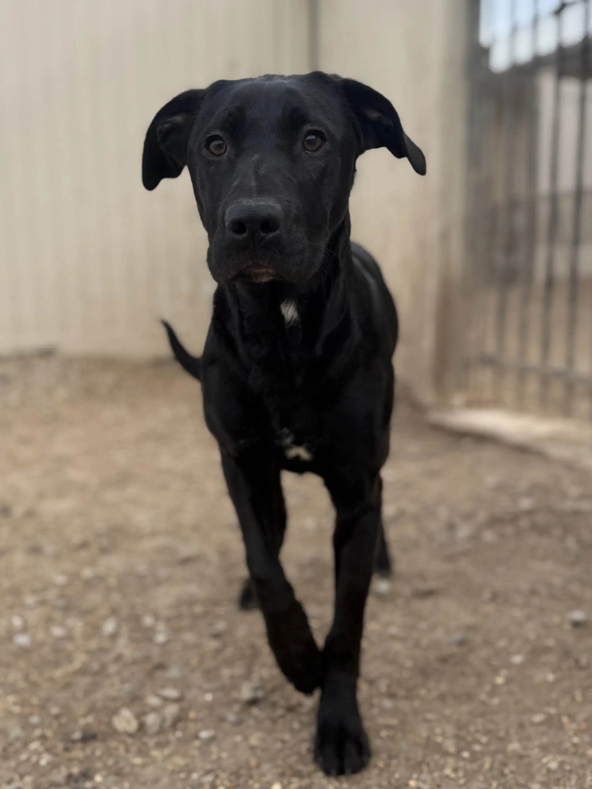 Nelson - Black Labrador Retriever