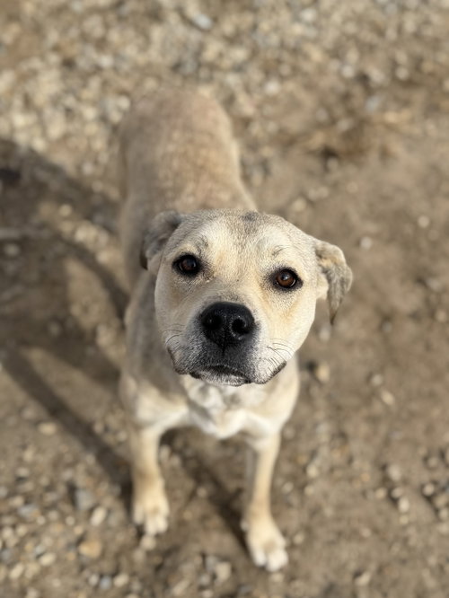 picture of the dog needing adoption