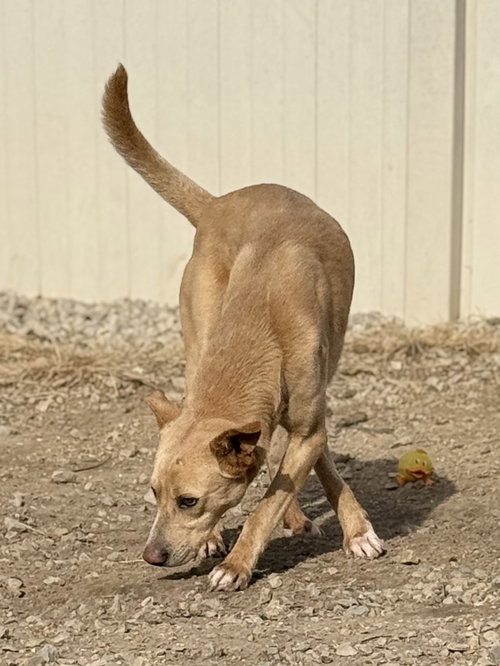 Snoop Dog, an adoptable Labrador Retriever in Corning, AR