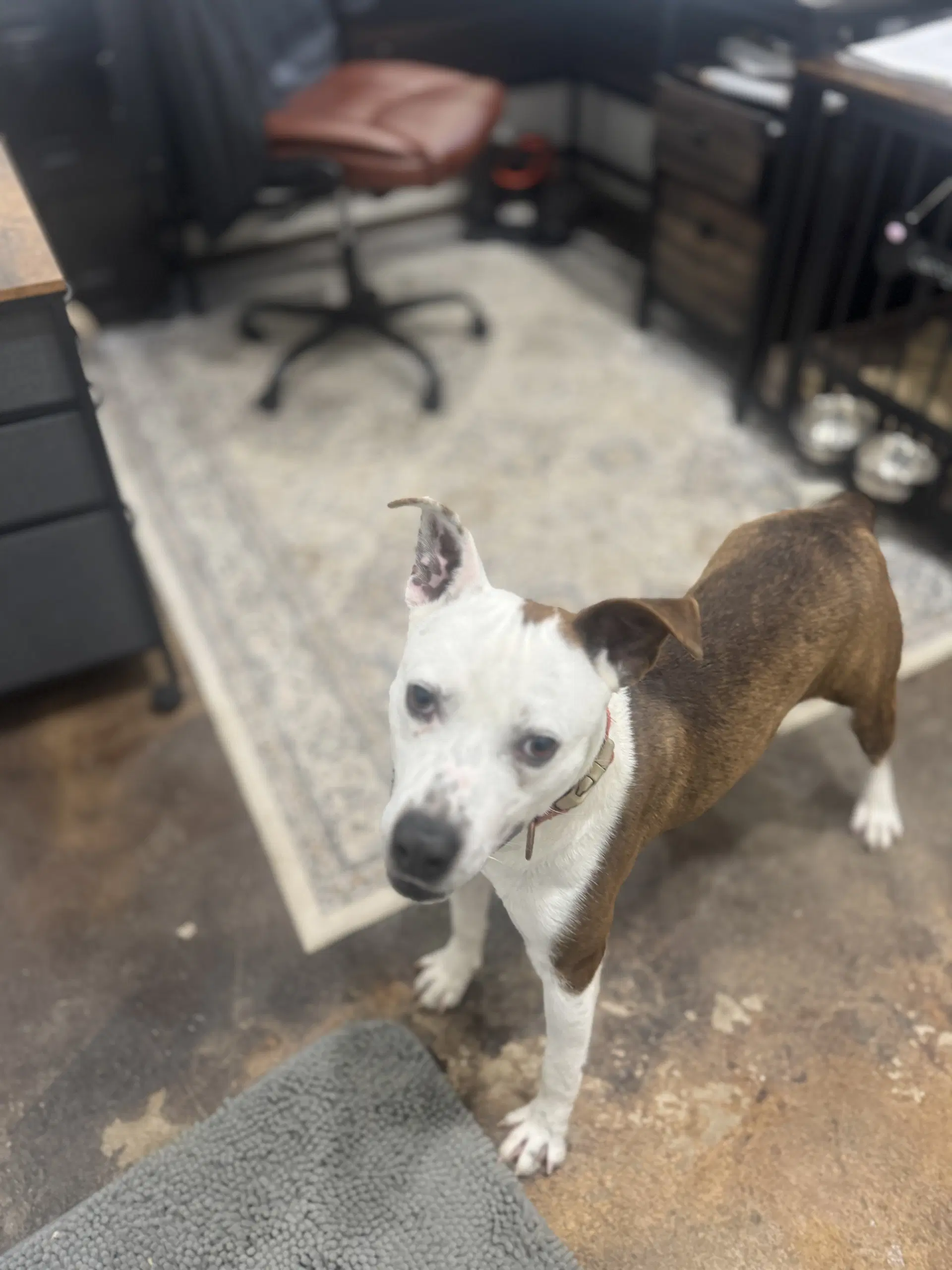 Butch - American Pit Bull Terrier
