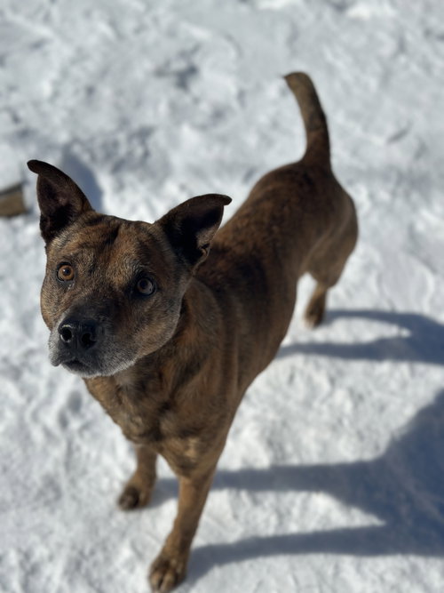 Grindle, a dog for adoption from My Zouy Rescue