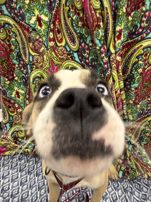 Zebb