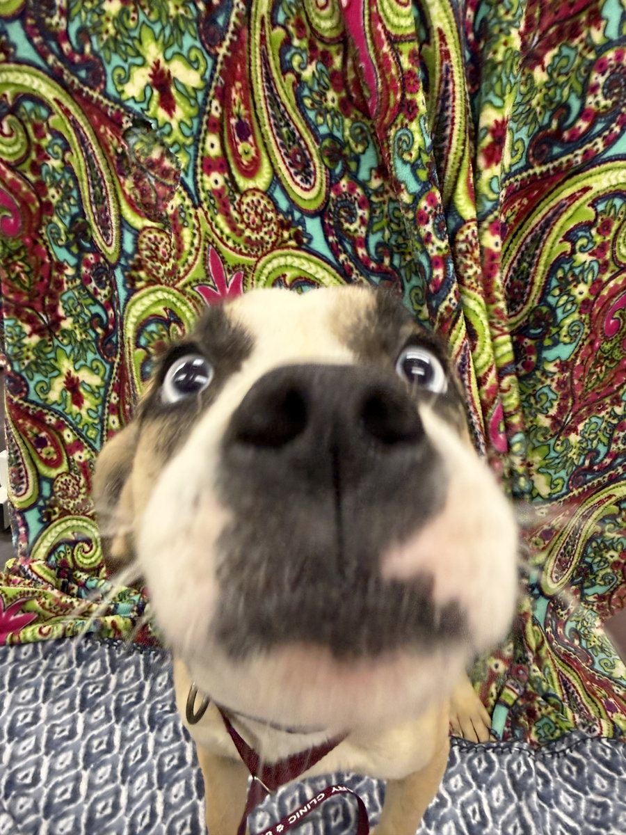 Zebb