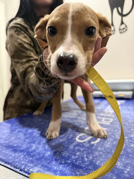 Polites, an adoptable Terrier in Corning, AR