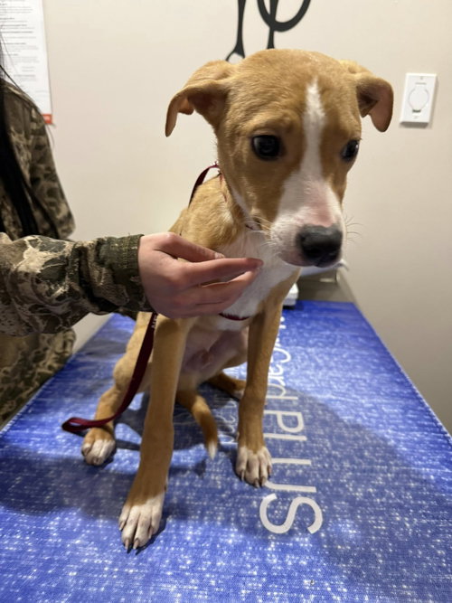Apollo*, an adoptable Terrier in Corning, AR