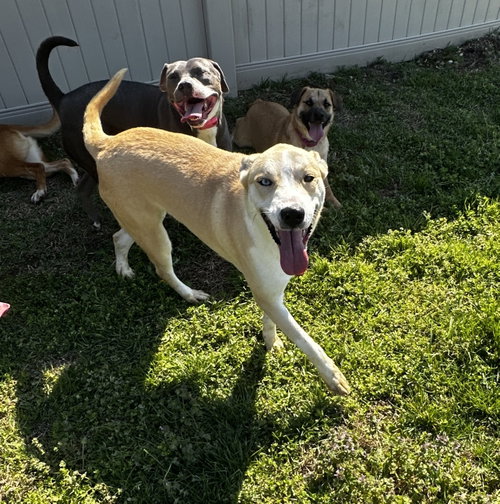 Chauncy, an adoptable Akita in Corning, AR