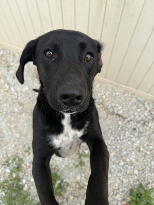 Sabari, an adoptable Labrador Retriever in Corning, AR