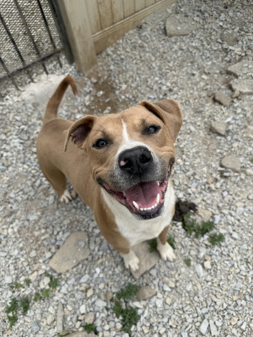 Will, an adoptable American Pit Bull Terrier in Corning, AR