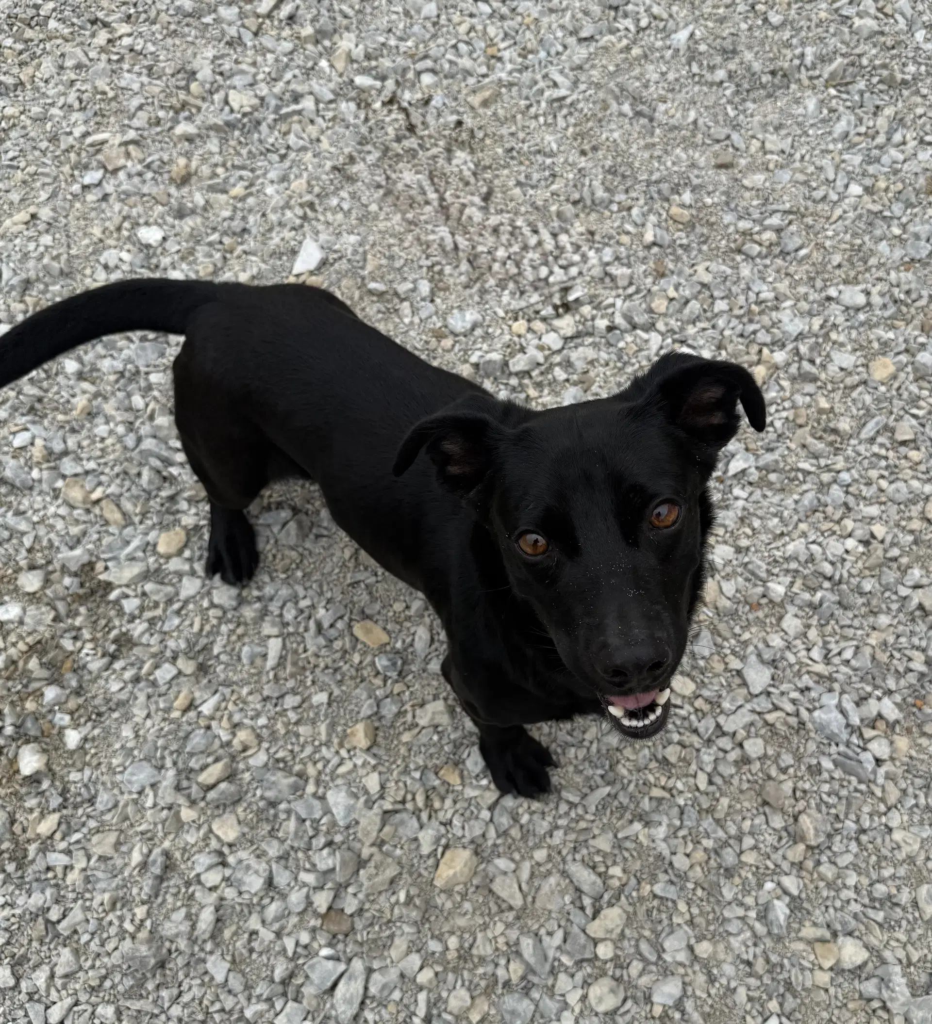 Bull - Dachshund Mix