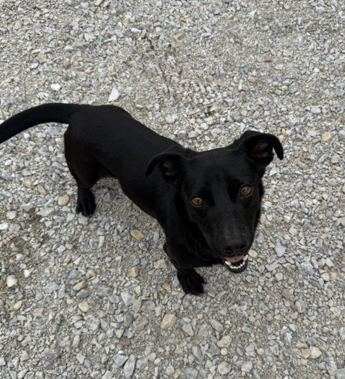 Bull, an adoptable Retriever in Corning, AR