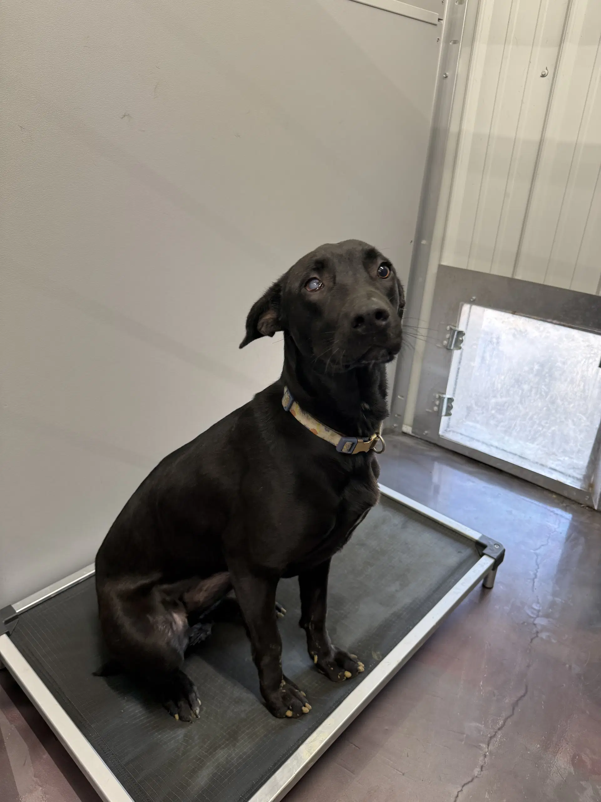 Daiquiri - Labrador Retriever