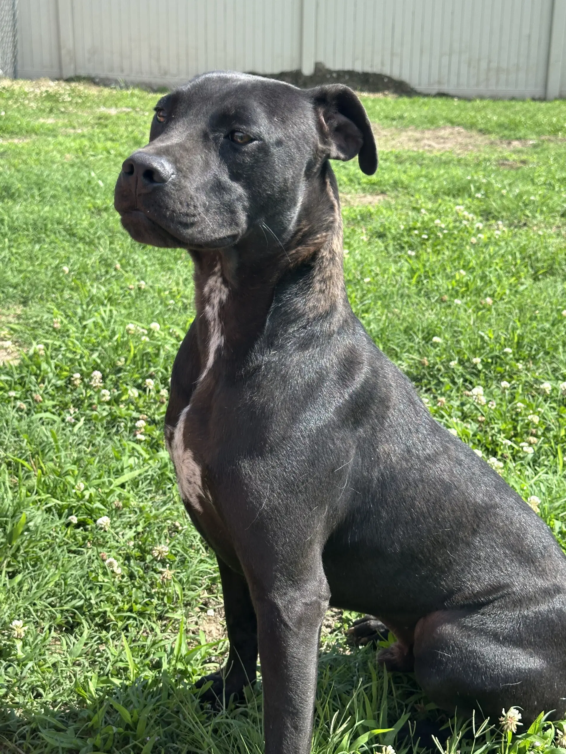 Gabba - American Pit Bull Terrier