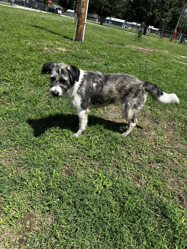 Juniper