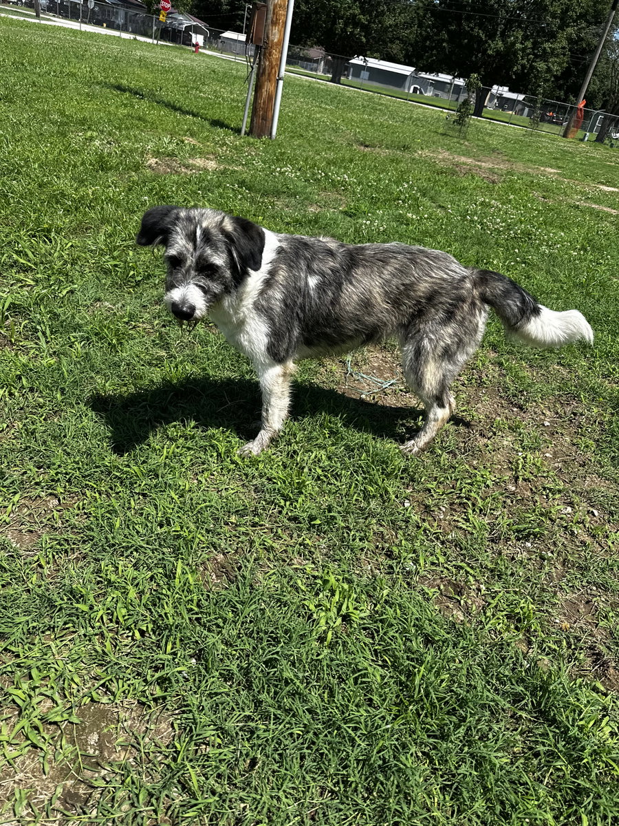 Juniper