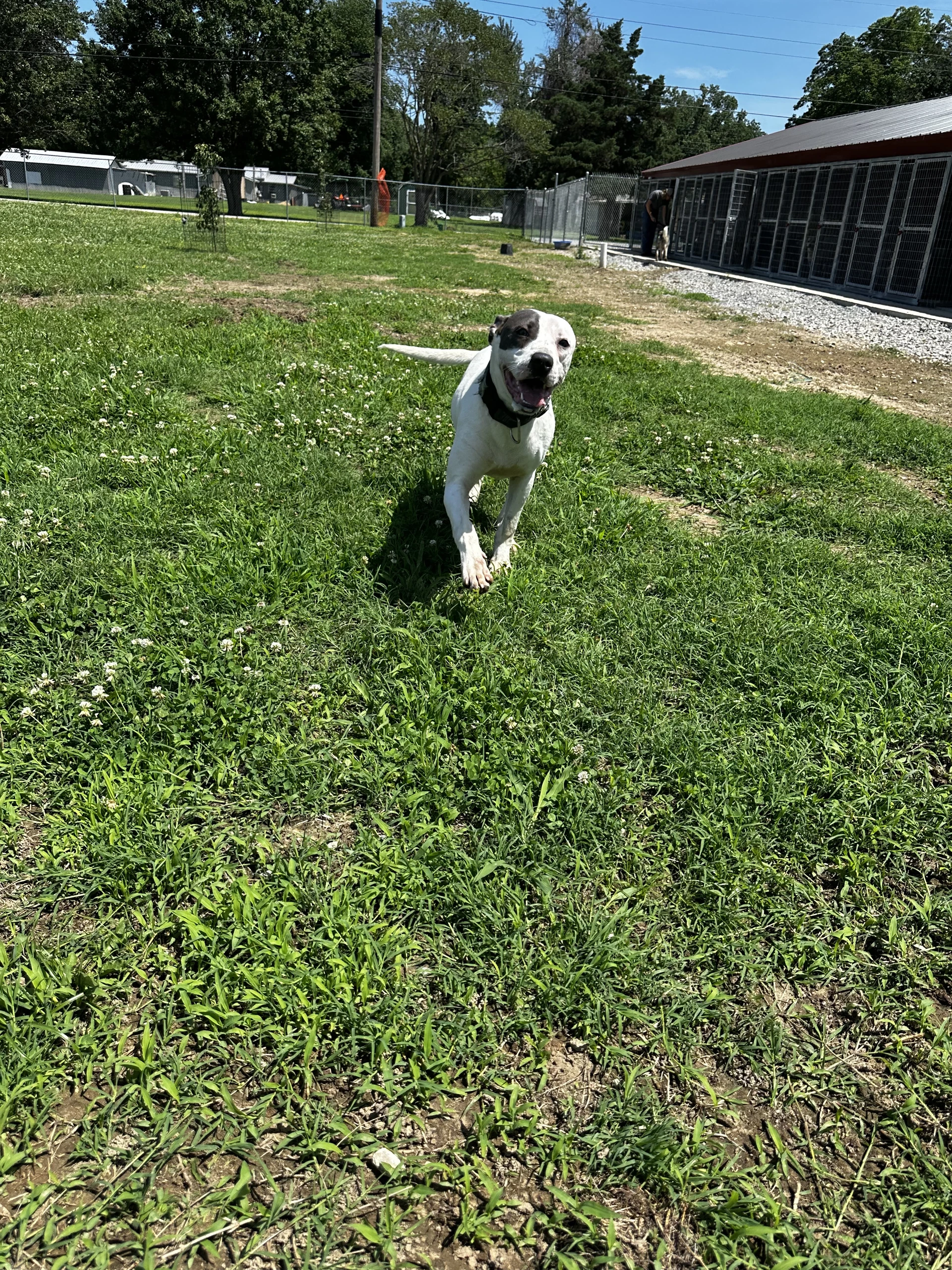 Rye
