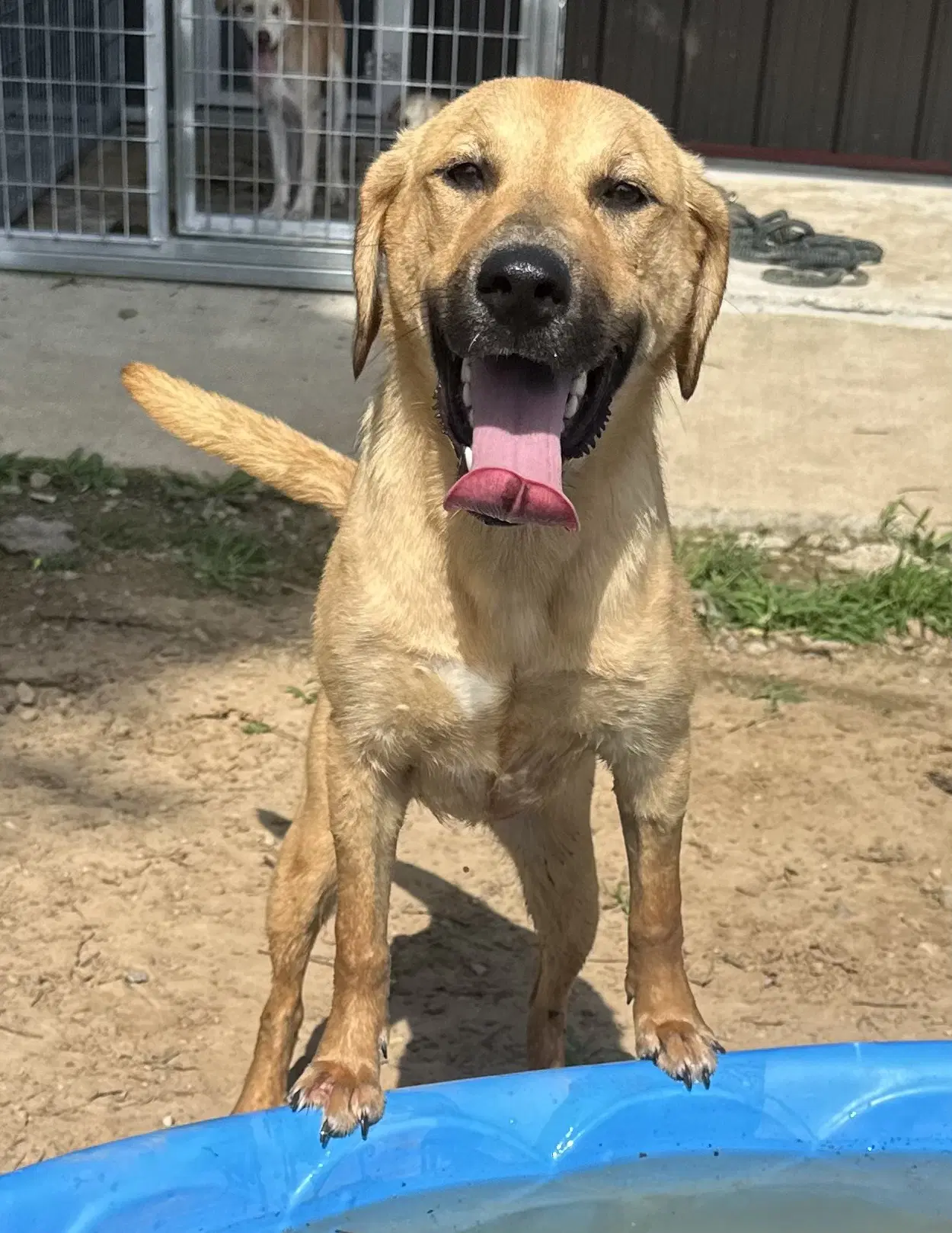 Darcy - Labrador Retriever